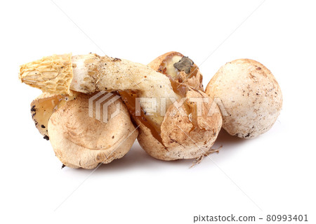 Veiled lady mushroom. Phallus duplicatus (Dictyophora duplicata). Mature mushroom and mushrooms in egg stage. Edible in egg stage Veiled lady mushroom. Phallus duplicatus (Dictyophora duplicata). Mature mushroom and mushrooms in egg stage. Edible in egg stage 80993401