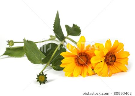 Two heliopsis isolated on white Two heliopsis isolated on white 80993402
