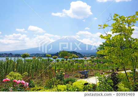 從大石公園眺望河口湖和富士山,此時正值初夏晴朗的藍天。 從大石公園眺望河口湖和富士山,此時正值初夏晴朗的藍天。 80993469