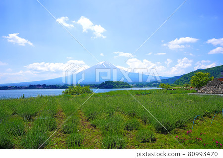 從河口湖大石公園看富士山 80993470