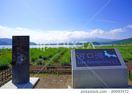 Oishi Park on Lake Kawaguchi Oishi Park on Lake Kawaguchi 80993472