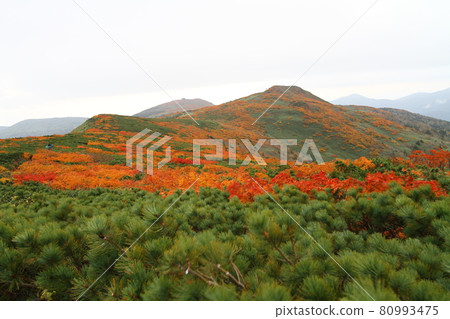Mitsuishiyama autumn leaves Mitsuishiyama autumn leaves 80993475