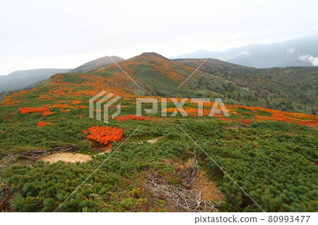 Mitsuishiyama autumn leaves Mitsuishiyama autumn leaves 80993477