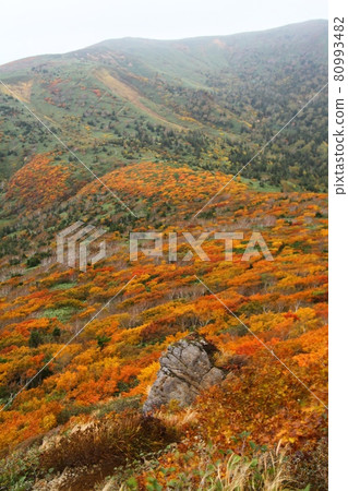 Mitsuishiyama autumn leaves Mitsuishiyama autumn leaves 80993482