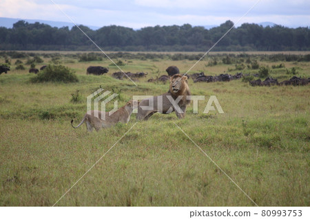 Male lion and female lion Male lion and female lion 80993753