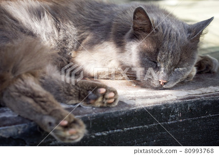 The gray fluffy domestic cat is sleeping. The gray fluffy domestic cat is sleeping. 80993768