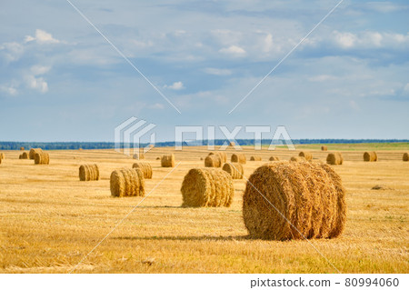 Stacks of straw on the field Stacks of straw on the field 80994060