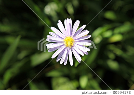 Chrysanthemum Chrysanthemum 80994178