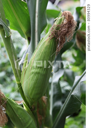 corn corn 80994329