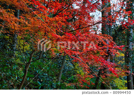  TsuruSenKei 80994450