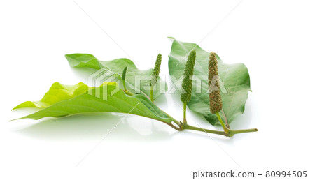 Long pepper or Piper longum isolated on white background Long pepper or Piper longum isolated on white background 80994505