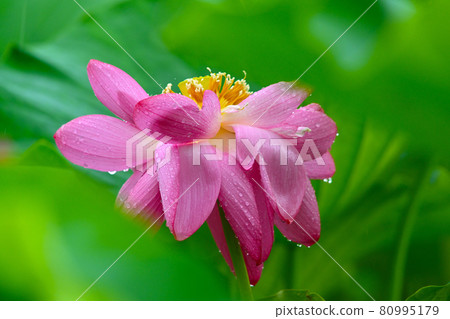 以神秘之美讓人著迷的“胡斯花” 以神秘之美讓人著迷的“胡斯花” 80995179