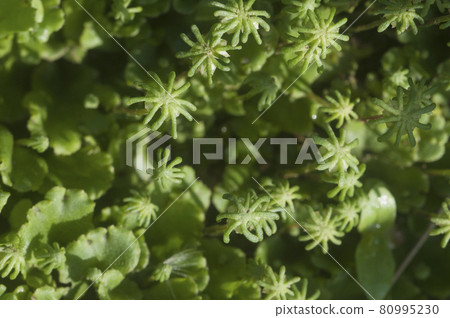 Marchantia polymorpha liverwort 80995230
