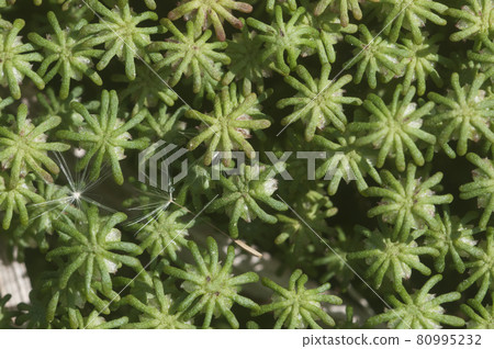 Marchantia polymorpha liverwort 80995232