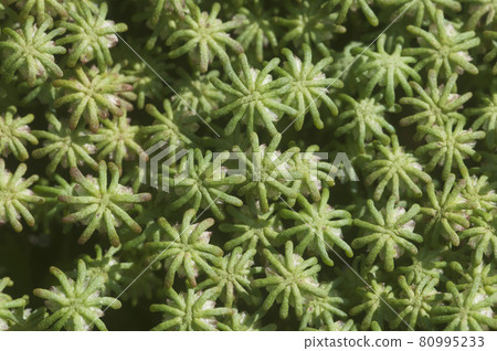 Marchantia polymorpha liverwort 80995233