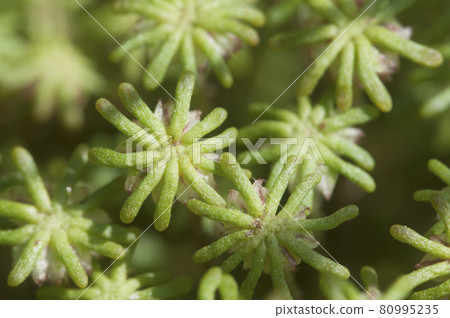 Marchantia polymorpha liverwort 80995235
