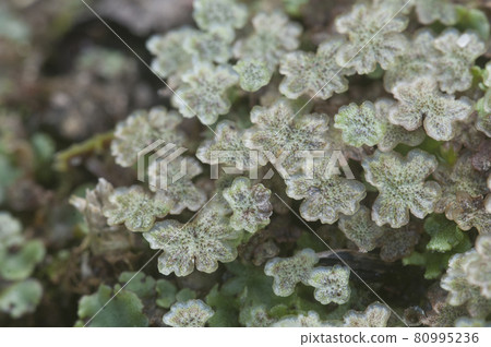 Marchantia polymorpha liverwort 80995236