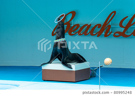 Minamichita Beach Land Sea Lion Show 80995248