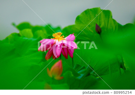 "Hus flower" that fascinates people with mysterious beauty 80995254