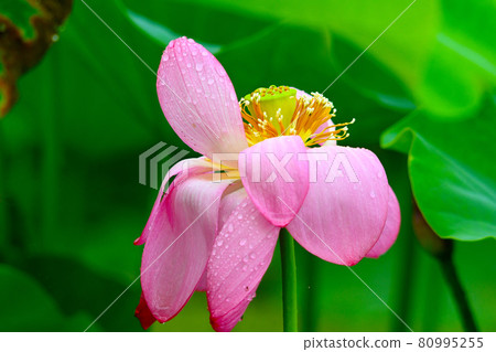 "Hus flower" that fascinates people with mysterious beauty 80995255