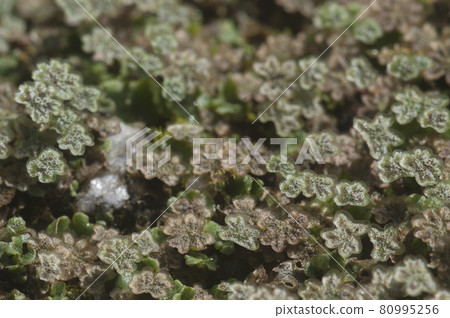 Marchantia polymorpha liverwort 80995256