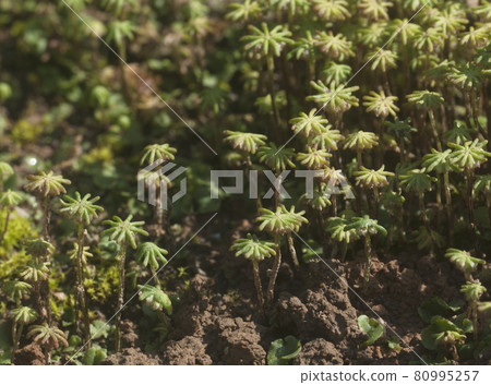 Marchantia polymorpha liverwort 80995257