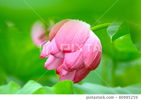 以神秘之美讓人著迷的“胡斯花” 以神秘之美讓人著迷的“胡斯花” 80995259