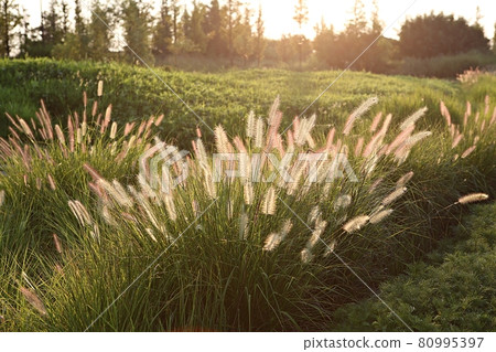 Mackerel Mackerel 80995397