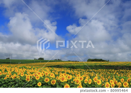 Sunflower Hill 2021 Sunflower Hill 2021 80995464