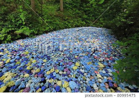 一關陸奧繡球園 2021 一關陸奧繡球園 2021 80995475