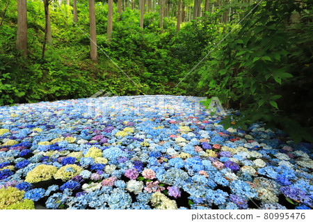 Ichinoseki Michinoku Hydrangea Garden 2021 80995476