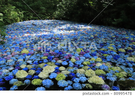 一關陸奧繡球園 2021 80995478