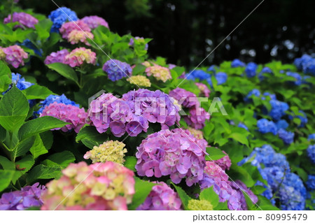 和賀川Fureai廣場的繡球花2021 80995479