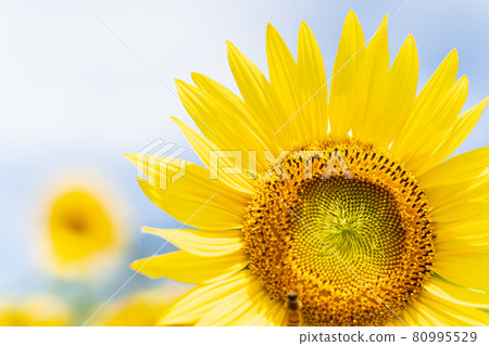 向日葵 80995529