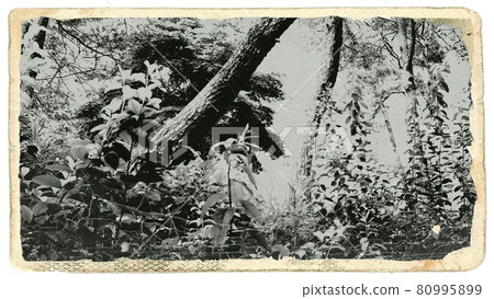 Faded pine tree photo 80995899