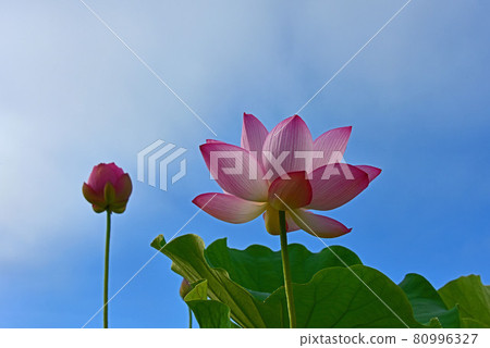 Lotus flower Lotus flower 80996327
