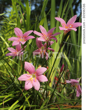 Pink Rain Lilies Zephyranthes carinata outdoors blooming Pink Rain Lilies Zephyranthes carinata outdoors blooming 80996586