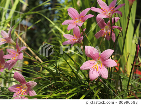 Pink Rain Lilies Zephyranthes carinata outdoors blooming Pink Rain Lilies Zephyranthes carinata outdoors blooming 80996588