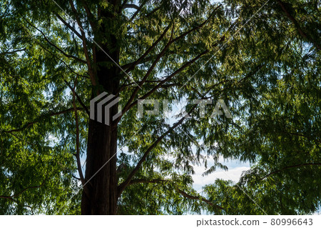 Metasequoia tree 80996643