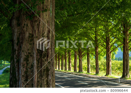 Metasequoias tree-lined road in Takashima City, Shiga Prefecture 80996644