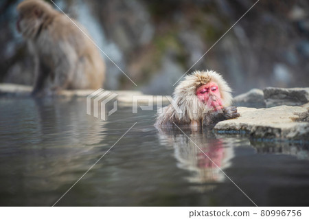 Snow monkey nap while bathing on hot spring Snow monkey nap while bathing on hot spring 80996756