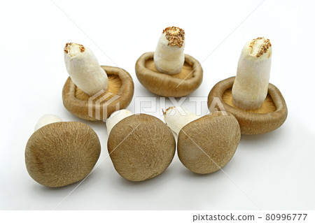 Mushrooms (Oguni Shimeji) 80996777