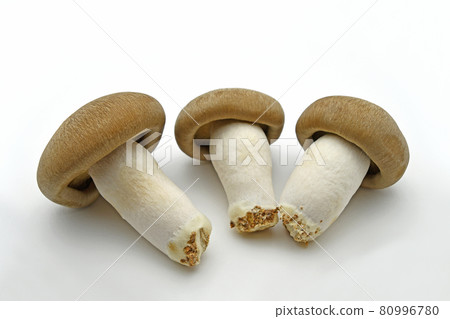 蘑菇（Oguni Shimeji） 80996780