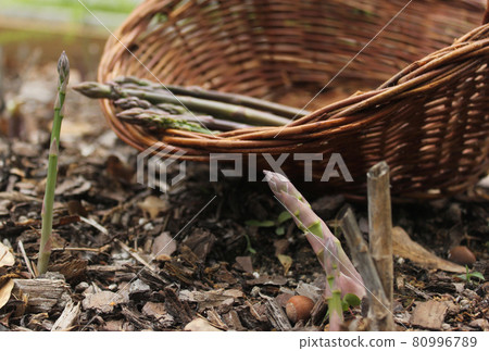 Fresh Organic Purple Asparagus Growing in Garden 80996789
