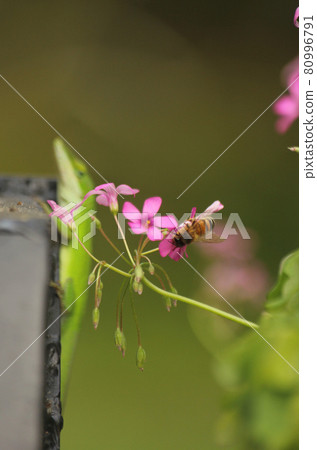 Green Anole Lizard Anolis carolinensis Shallow DOF 80996791