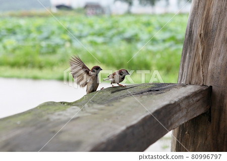 Sparrow 80996797