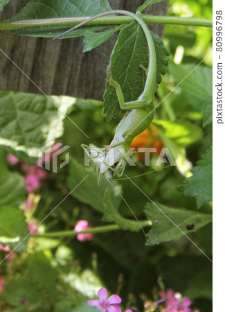 Green Anole Lizard With Cricket in Mouth 80996798