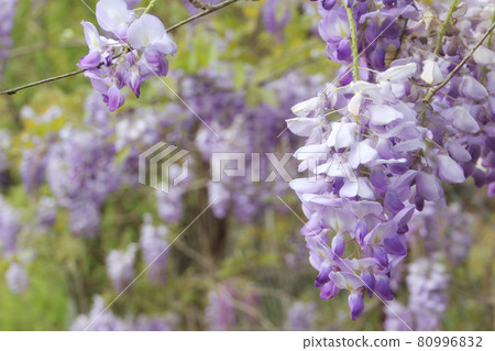 Purple Wisteria in Spring - Fabaceae Luguminosae in Park 80996832