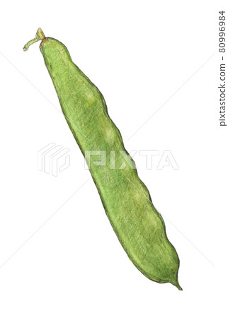 摩洛哥豆手繪模擬圖 摩洛哥豆手繪模擬圖 80996984