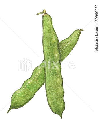 摩洛哥豆手繪模擬圖 摩洛哥豆手繪模擬圖 80996985